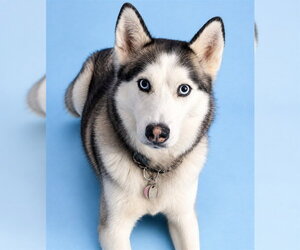 Siberian Husky Dogs for adoption in Westminster, MD, USA