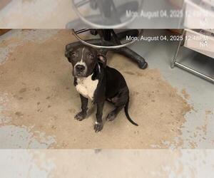 Labrador Retriever-Unknown Mix Dogs for adoption in Ocala, FL, USA