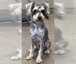 Miniature Schnauzer-Poodle (Miniature) Mix Dogs for adoption in Camarillo, CA, USA
