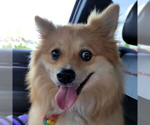 Pomeranian-Unknown Mix Dogs for adoption in Fargo, ND, USA