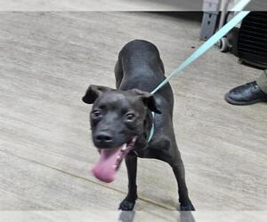 Mutt Dogs for adoption in Pasadena, CA, USA