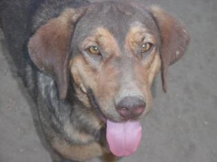 Chiweenie Dogs for adoption in Washougal, WA, USA
