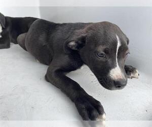 American Pit Bull Terrier Dogs for adoption in Houston, TX, USA
