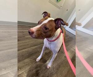 Mutt Dogs for adoption in Louisville, KY, USA