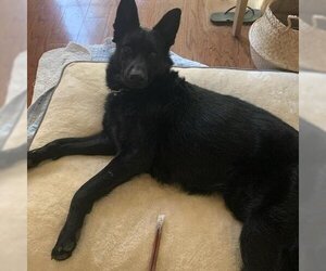 German Shepherd Dog-Unknown Mix Dogs for adoption in San Pablo, CA, USA
