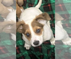 Mutt Dogs for adoption in Sterling, MA, USA