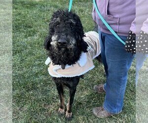 Poodle (Standard) Dogs for adoption in Batavia, OH, USA