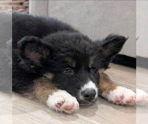 Shollie Dogs for adoption in Lakewood, CO, USA