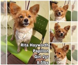Papillon Dogs for adoption in Seattle, WA, USA