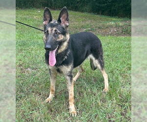 German Shepherd Dog Dogs for adoption in Montgomery, AL, USA