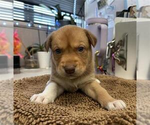 Rottweiler-Siberian Husky Mix Dogs for adoption in Stockton, CA, USA