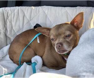 Chihuahua Dogs for adoption in Jacksonville, FL, USA