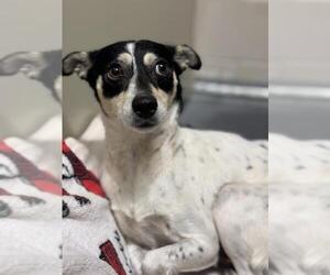 Rat Terrier Dogs for adoption in Santa Maria, CA, USA
