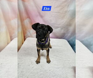 Chihuahua-Unknown Mix Dogs for adoption in Metairie, LA, USA