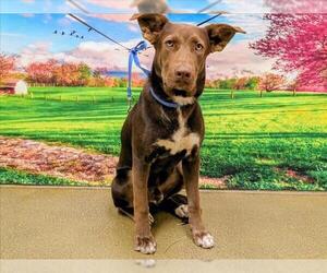 Labrador Retriever-Unknown Mix Dogs for adoption in Moreno Valley, CA, USA