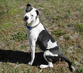 American Staffordshire Terrier Dogs for adoption in Naples, FL, USA