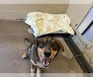 German Shepherd Dog-Unknown Mix Dogs for adoption in Waco, TX, USA