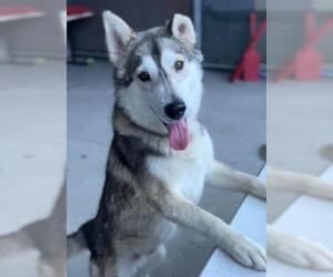 - Mix Dogs for adoption in Bakersfield, CA, USA
