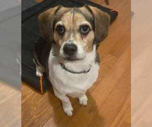 Peagle Dogs for adoption in Batavia, OH, USA
