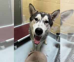 Siberian Husky Dogs for adoption in Tulsa, OK, USA