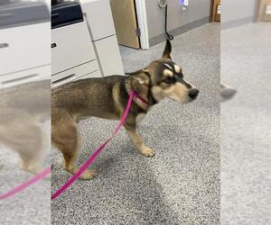 Siberian Husky-Unknown Mix Dogs for adoption in Palmetto, FL, USA