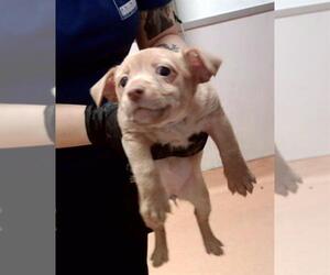 Mutt Dogs for adoption in Martinez, CA, USA