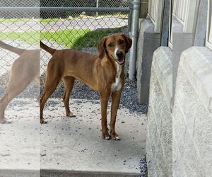 Mutt Dogs for adoption in Low Moor, VA, USA