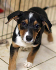 Medium Photo #1 Beagle-Unknown Mix Puppy For Sale in Eureka Springs, AR, USA