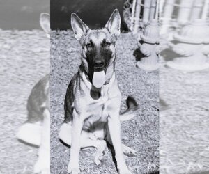 German Shepherd Dog Dogs for adoption in Evansville, IN, USA