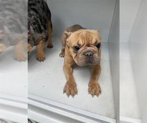 French Bulldog Dogs for adoption in Houston, TX, USA