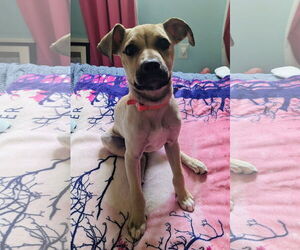 Mutt Dogs for adoption in Germantown, OH, USA