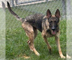 German Shepherd Dog Dogs for adoption in Texas City, TX, USA