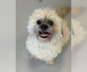Shih Tzu-Unknown Mix Dogs for adoption in Studio City, CA, USA