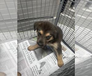 Australian Shepherd-Unknown Mix Dogs for adoption in Pasadena, TX, USA