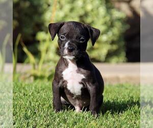 Chihuahua-Unknown Mix Dogs for adoption in San Diego, CA, USA