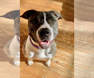 Mutt Dogs for adoption in Royse City, TX, USA