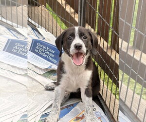 Bulldog-Labrador Retriever Mix Dogs for adoption in Tarrytown, GA, USA