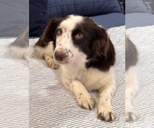 English Springer Spaniel-Unknown Mix Dogs for adoption in Newport Beach, CA, USA