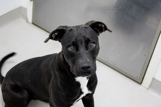 Labrador Retriever-Unknown Mix Dogs for adoption in Danville, IN, USA