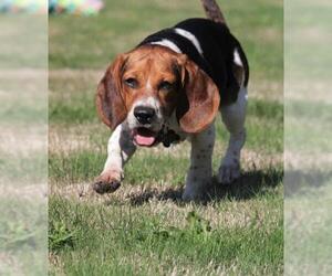 Beagle Dogs for adoption in Portland, OR, USA