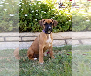 Boxador Dogs for adoption in Dana Point, CA, USA