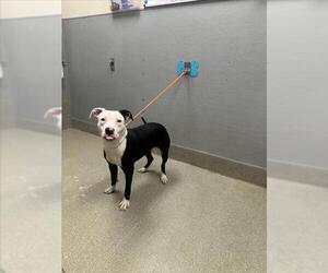 American Pit Bull Terrier-Unknown Mix Dogs for adoption in Las Vegas, NV, USA