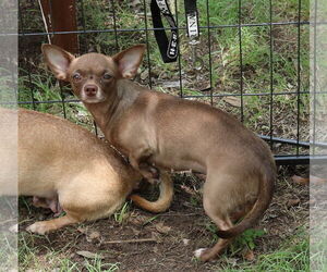 Chiweenie Dogs for adoption in Bandera, TX, USA
