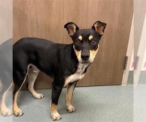 Australian Kelpie-Unknown Mix Dogs for adoption in Baytown, TX, USA