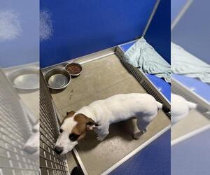 Bulldog Dogs for adoption in Pierceton , IN, USA