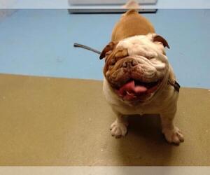 Bulldog-Unknown Mix Dogs for adoption in Moreno Valley, CA, USA