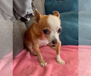 Chihuahua-Unknown Mix Dogs for adoption in Bellingham, WA, USA