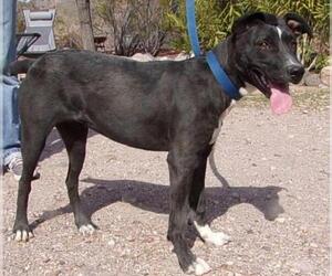 Labrador Retriever-Unknown Mix Dogs for adoption in Golden Valley, AZ, USA