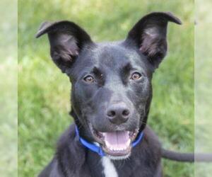 Sheprador Dogs for adoption in Ann Arbor, MI, USA