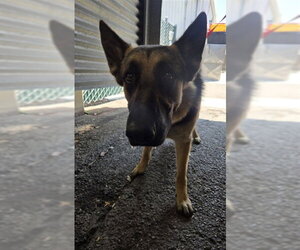 German Shepherd Dog Dogs for adoption in San Bernardino, CA, USA